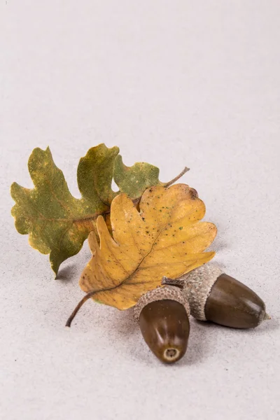 Осенний шаблон с листочками — стоковое фото