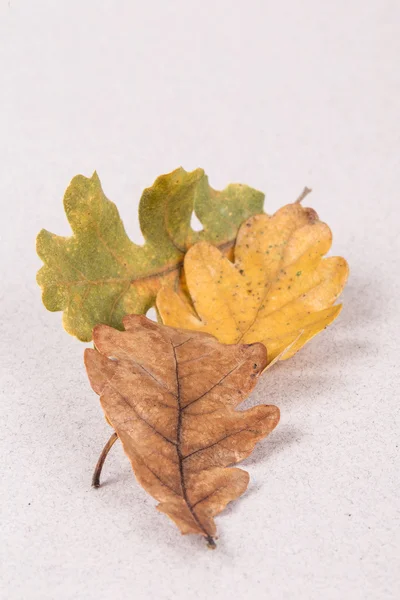 Plantilla de otoño con hojas secas — Foto de Stock