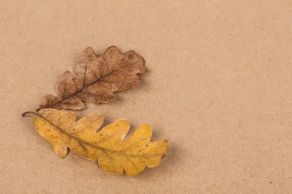 Podzimní šablony s sušených listů — Stock fotografie