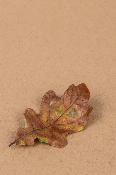 Hoja de otoño seca — Foto de Stock