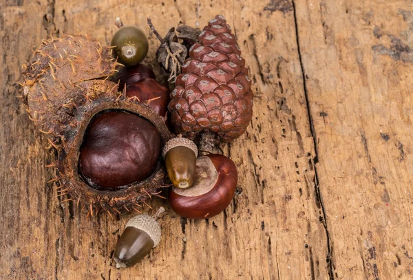 Autumn template with acorns — Stock Photo, Image