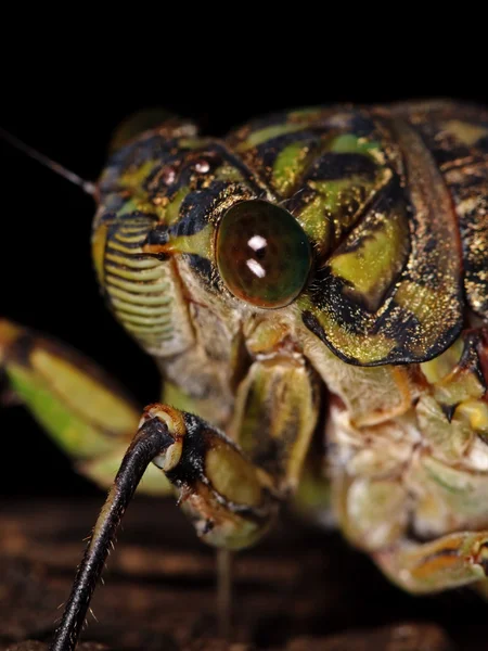 Macro foto della testa di una cicala — Foto Stock