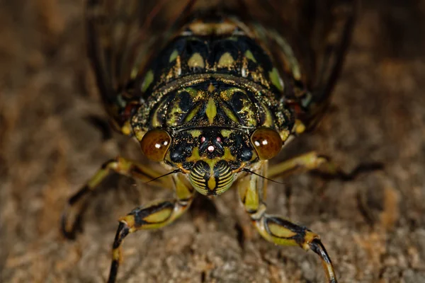 Macro foto van een cicade — Stockfoto