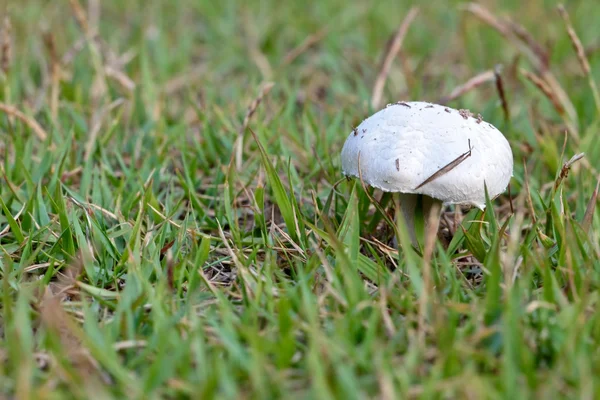 Champgnon de crescimento selvagem (Lat. Agaricus bisporus ) — Fotografia de Stock