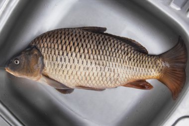 Büyük taze sazan balık