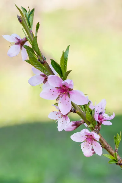 Güzel pembe şeftali çiçeği — Stok fotoğraf