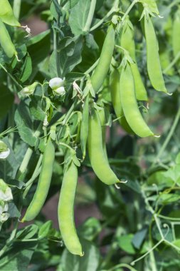 Bahçedeki yeşil bezelyeler
