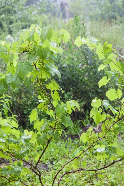 Druif struiken tijdens zware regen — Stockfoto