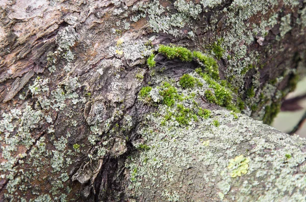 Bark of tree covered with moss — Stock Photo, Image