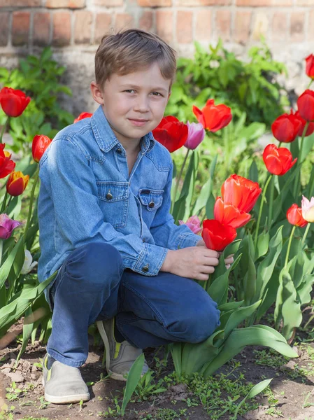 Menino sentado perto de tulipas vermelhas — Fotografia de Stock