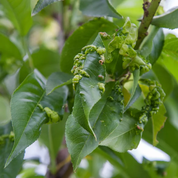 Persikoträd leaf curl, taphrina deformans — Stockfoto