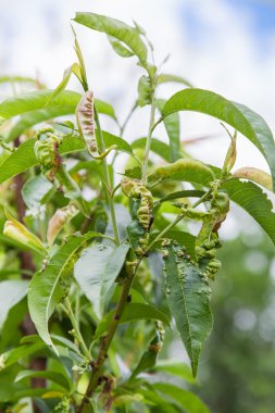 şeftali yaprak kıvrılma, taphrina deformans