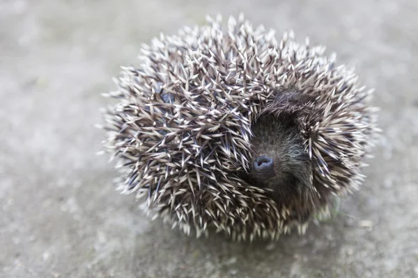 Foto van jonge egel closeup — Stockfoto