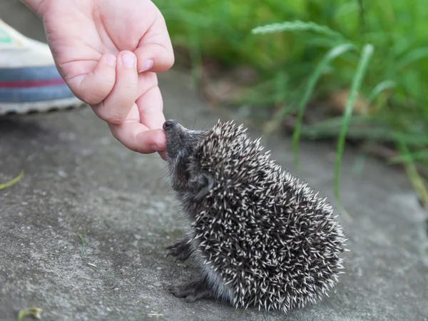 Kind hand strijkende egel — Stockfoto