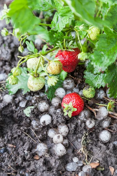 Erdbeeren durch Hagel zerstört Stockbild