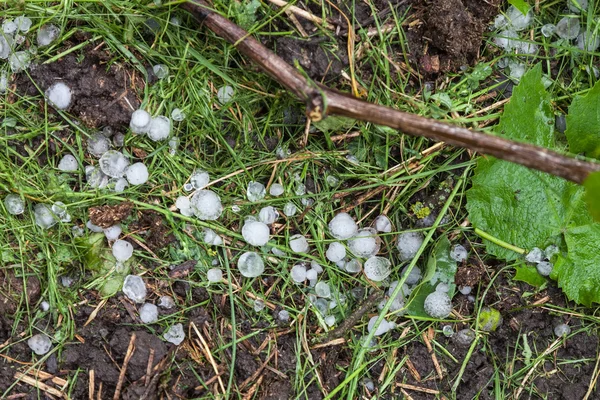 Hageleiskugeln im Weinberg lizenzfreie Stockbilder