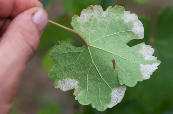 Primo piano foglia d'uva malata — Foto Stock