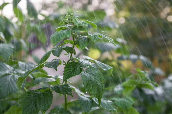 Raspberry bush in the rain — Stock Photo, Image