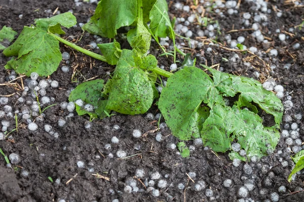 Zucchini-Pflanzen durch Hagel beschädigt Stockfoto