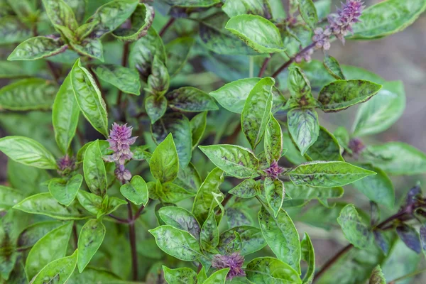 Fresh basil blooming outdoors — Stock Photo, Image