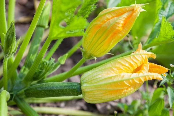 Mannelijke en vrouwelijke bloemen courgette — Stockfoto