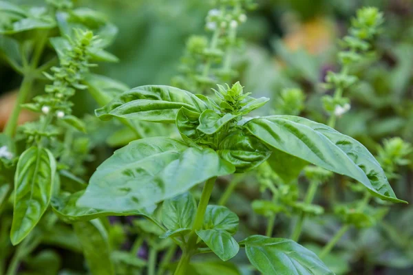 Fresh basil blooming outdoors — Stock Photo, Image