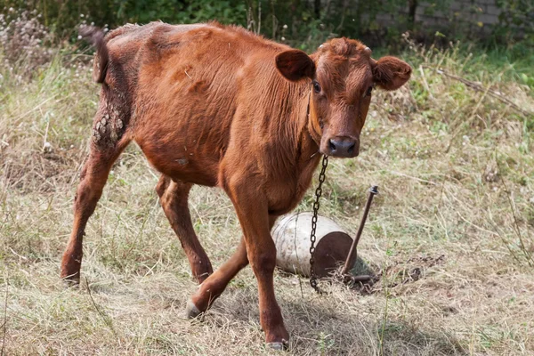 Kalb an der Leine im Freien — Stockfoto