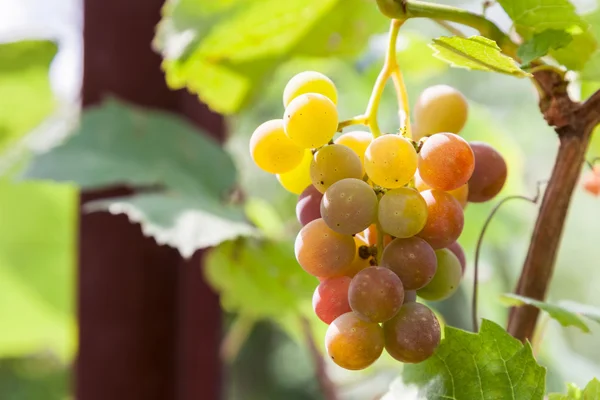 Bunch of ripening wine grapes — Stock Photo, Image