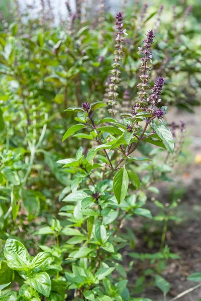 Fresh basil blooming outdoors — Stock Photo, Image