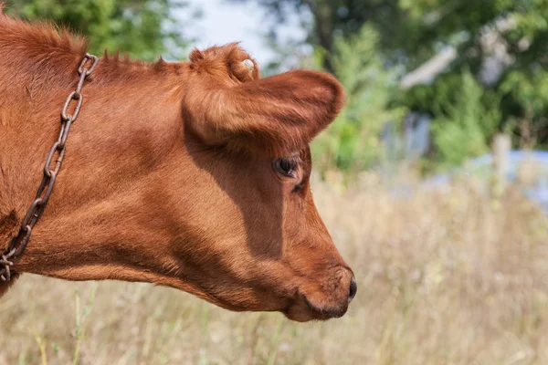 Borjú-ra egy póráz szabadban — Stock Fotó