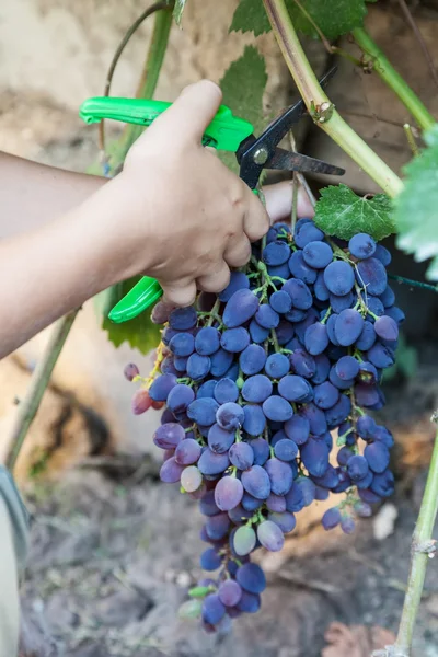 Picking grapes - harvest time — Stock Photo, Image