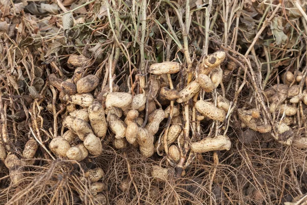 Piante da arachidi con radici ravvicinate — Foto Stock