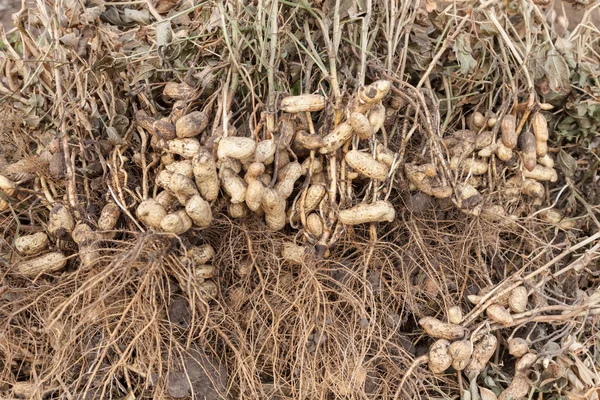 Peanut plants with roots closeup — Stock Photo, Image