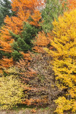 Arka plan olarak sonbahar orman