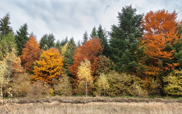 Прекрасна осінь, осінній лісовий пейзаж — стокове фото