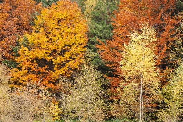 Осінній ліс як фон — стокове фото