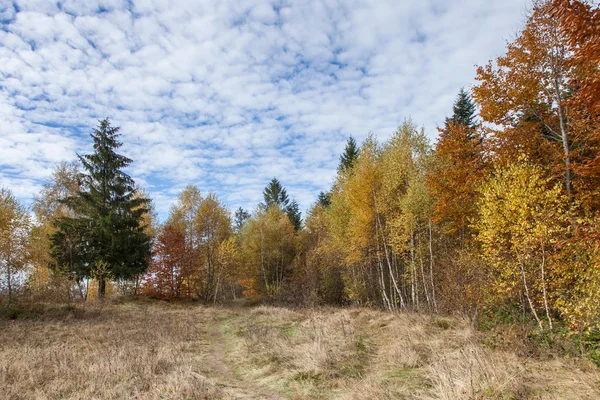 Schöner Herbst, herbstliche Waldlandschaft — Stockfoto