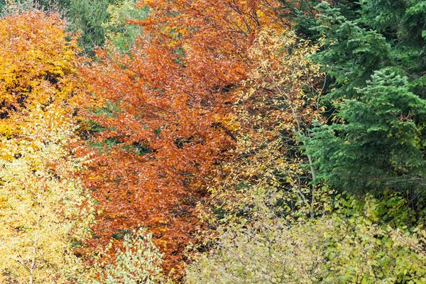 Herbstwald als Hintergrund — Stockfoto