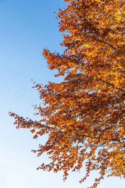 Folhas de outono contra o céu azul — Fotografia de Stock