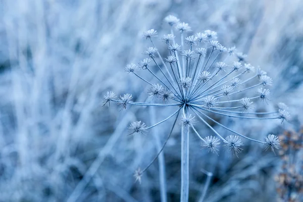 Ot aile umbellate kapalı in rime'ı — Stok fotoğraf