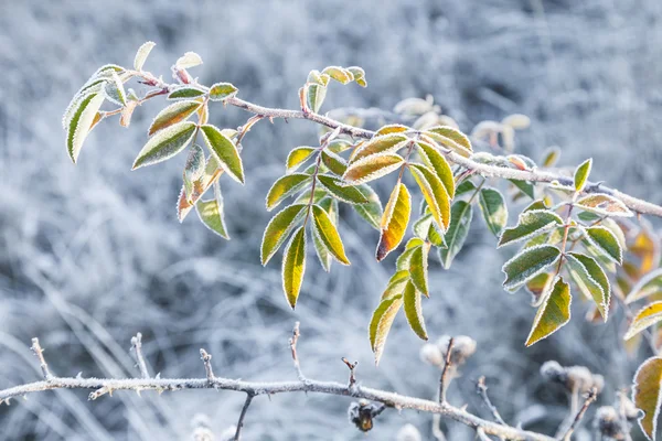 Ág dogrose borított rime — Stock Fotó