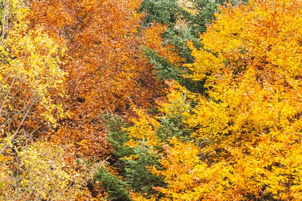 Herbstwald als Hintergrund — Stockfoto
