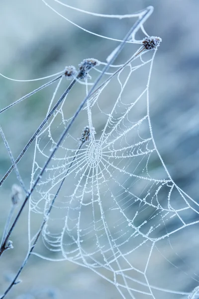 Spinnenweb bedekt met vorst — Stockfoto