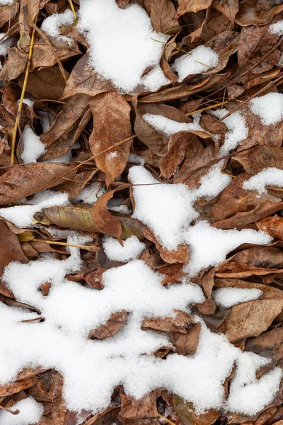Hojas Otoño Cubiertas Nieve Fondo Natural Primer Plano —  Fotos de Stock