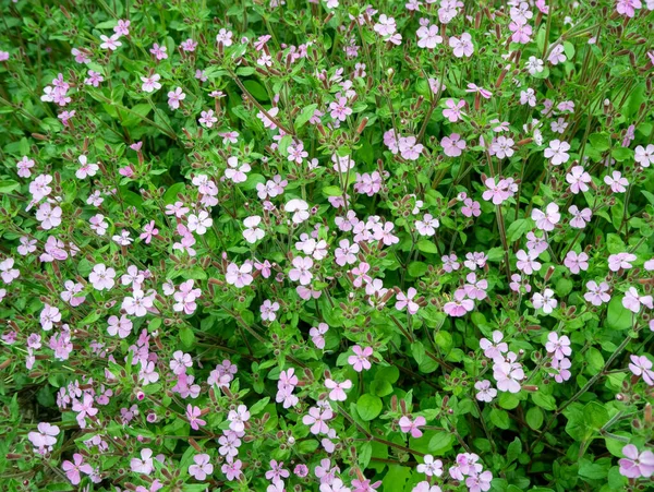 Kwiaty Mydlnicy Kamiennej Ocymoidy Saponarii Naturalne Tło Różowe Kwiaty Zielone — Zdjęcie stockowe