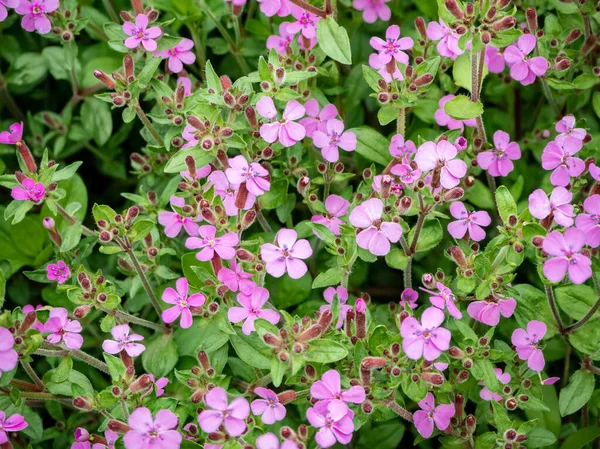 Steinseifenblumen Saponaria Ocymoides Natürlicher Hintergrund Aus Rosa Blüten Und Grünen — Stockfoto