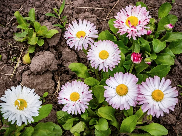 Wiosna Marguerite Stokrotka Kwiat Bellis Annua Ogrodzie Zbliżenie Zewnątrz — Zdjęcie stockowe
