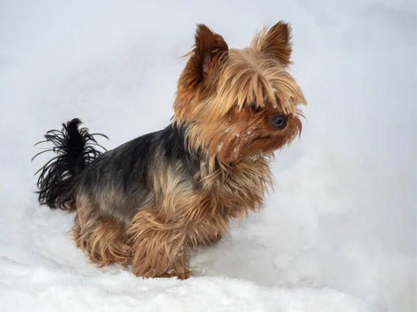 Młody Pies Yorkshire Terrier Spaceruje Zimą Świeżym Powietrzu Siedząc Śniegu — Zdjęcie stockowe