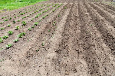 Büyük tepeli patates tarlası, büyüyen organik patates.