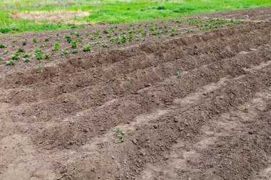 Büyük tepeli patates tarlası, büyüyen organik patates.